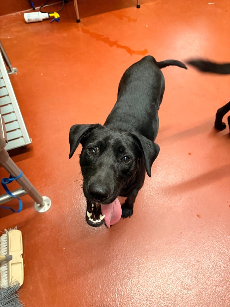 Photo of Tam, adoptable Mixed Breed in Douglasville, Georgia