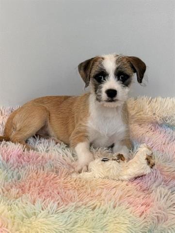 Photo of Brad, adoptable Terrier in San Martin, California