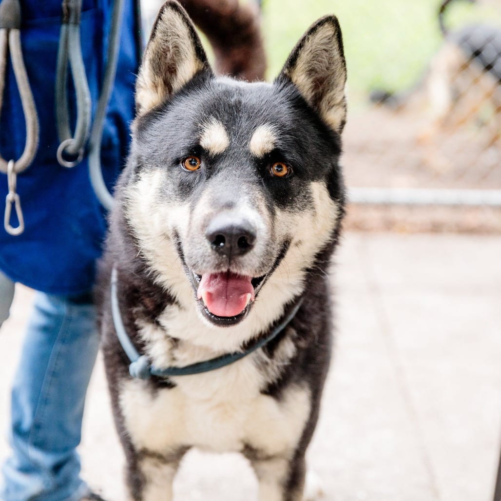 Photo of Shiloh, adoptable Husky / Mix in San Francisco, California