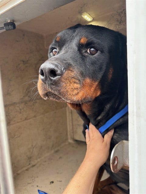 Photo of Jason, adoptable Rottweiler in Oklahoma City, Oklahoma