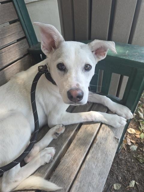 Photo of Missy, adoptable Jack Russell Terrier (Parson Russell Terrier) in Lodi, California