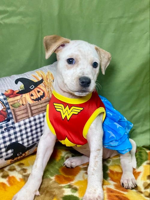 Photo of Opal, adoptable Hound in Hillsboro, Missouri