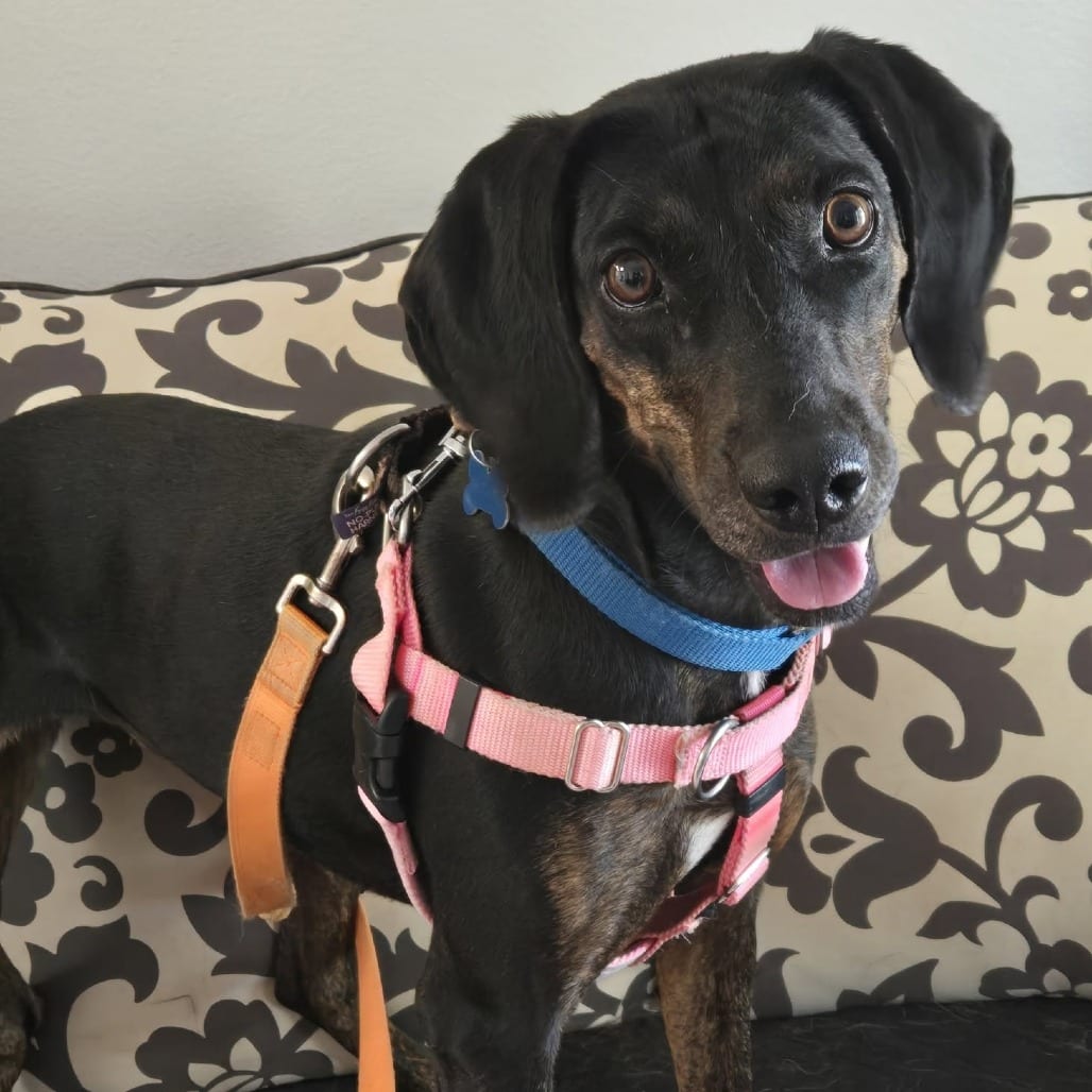 Photo of Emery, adoptable Coonhound / Hound in Kanab, Utah