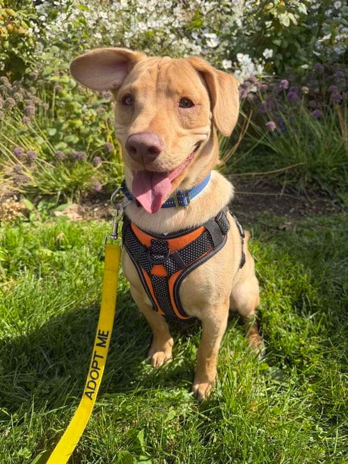 Photo of Peanut (AL), adoptable Labrador Retriever in New York, New York