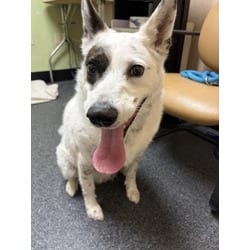 Photo of Max Goof, adoptable Border Collie in Roseville, California