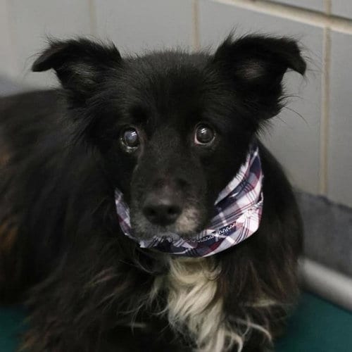 Photo of Sher, adoptable Border Collie in San Antonio, Texas