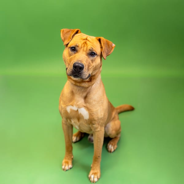 Photo of Kenny Hw+, adoptable Labrador cross in Lawrenceville, Georgia