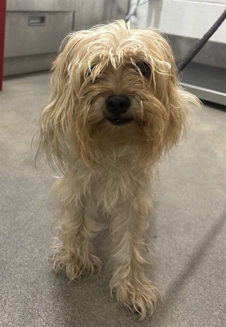 Photo of Kody, adoptable Yorkshire Terrier Yorkie in Forestville, Maryland