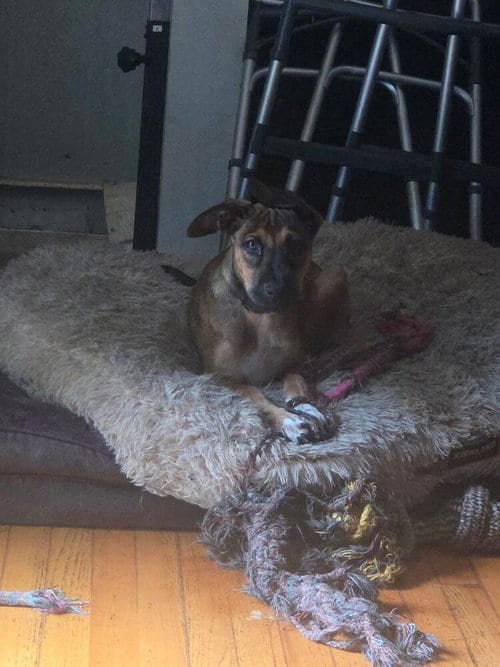 Photo of Bergamot (TN B Litter), adoptable Labrador Retriever in Brewster, New York