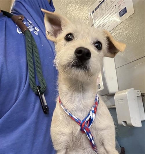 Photo of Mirin, adoptable Norfolk Terrier in Camarillo, California
