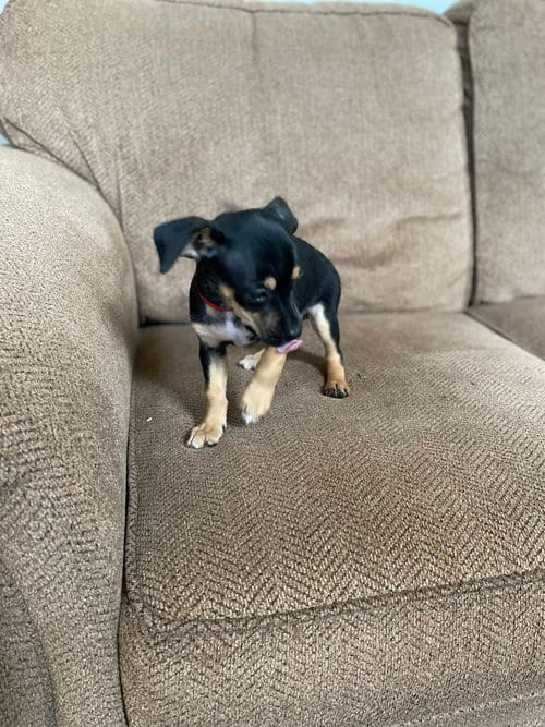 Photo of Gender Based (4 lbs), adoptable Chihuahua in Newark, Delaware