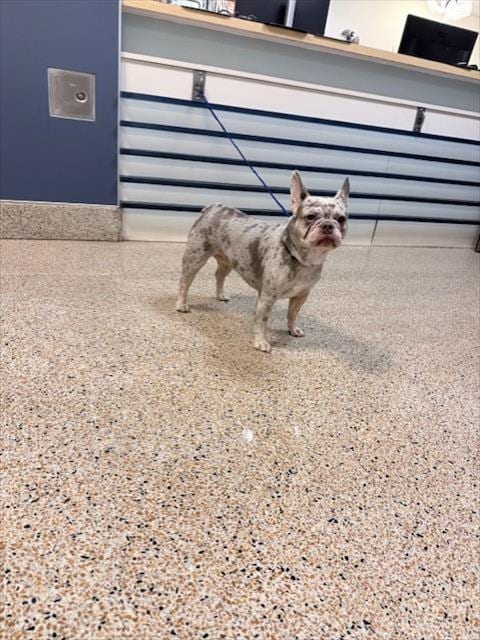 Photo of Koi, adoptable French Bulldog in Miami, Florida