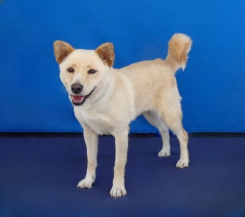 Photo of Toni, adoptable Shiba Inu in Baldwin Park, California