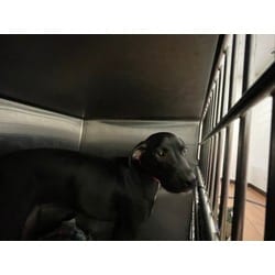 Photo of Obsidian, adoptable American Pit Bull Terrier in Baton Rouge, Louisiana