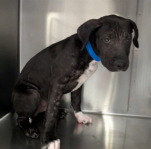 Photo of A1936305, adoptable Pit Bull Terrier in Thousand Palms, California