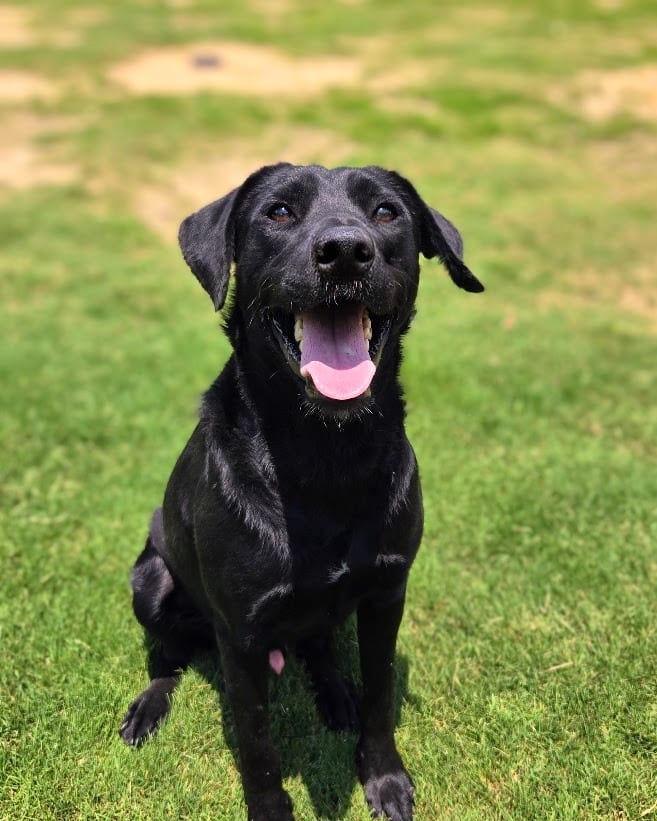 Photo of Tam, adoptable Mixed Breed in Douglasville, Georgia