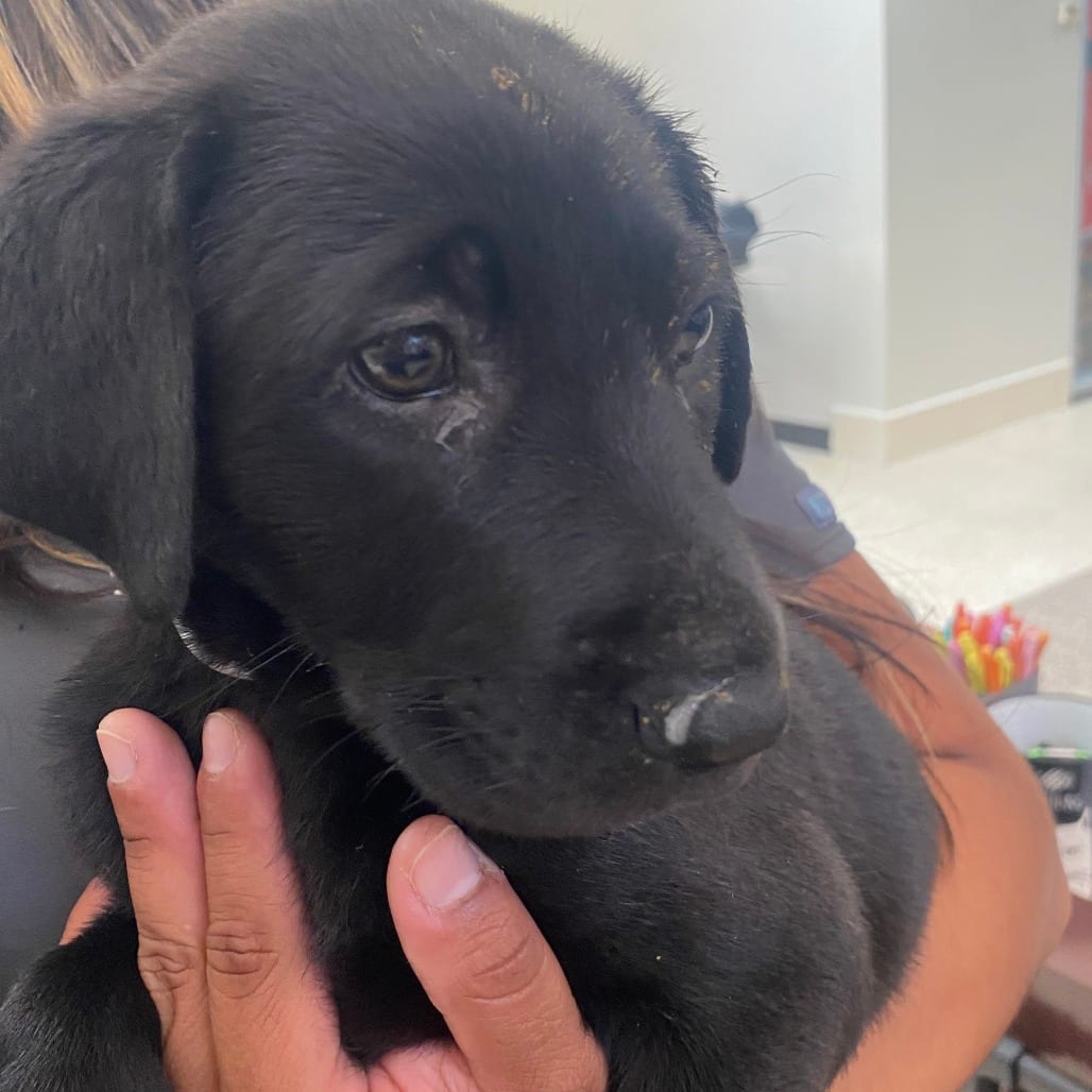 Photo of Viola, adoptable Mixed Breed (Medium) in Houston, Texas