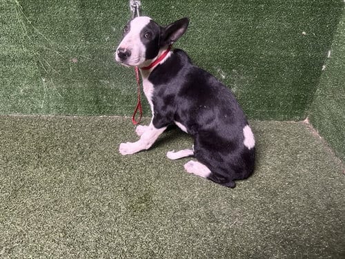 Photo of Parcel, adoptable German Shepherd Dog in Lancaster, California