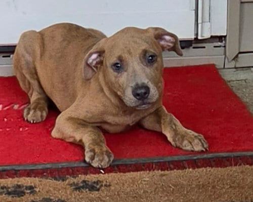 Photo of Puppy 3 (NY-Shari), adoptable Labrador Retriever in SHERBURNE, New York