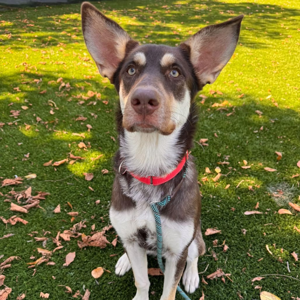 Photo of Abby, adoptable Mixed Breed (Medium) in St. Charles, Missouri