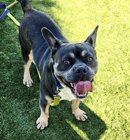Photo of Tweedledum, adoptable French Bulldog in Martinez, California