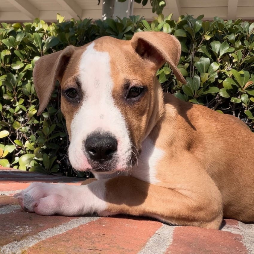 Photo of Pretzel, adoptable Boxer / Terrier, Pit Bull in Oceanside, California