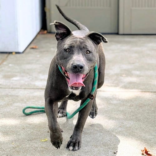 Photo of Orville, adoptable American Pit Bull Terrier in Oakland, California