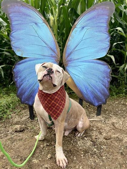 Photo of Sharky, adoptable dog in Auburn, Washington