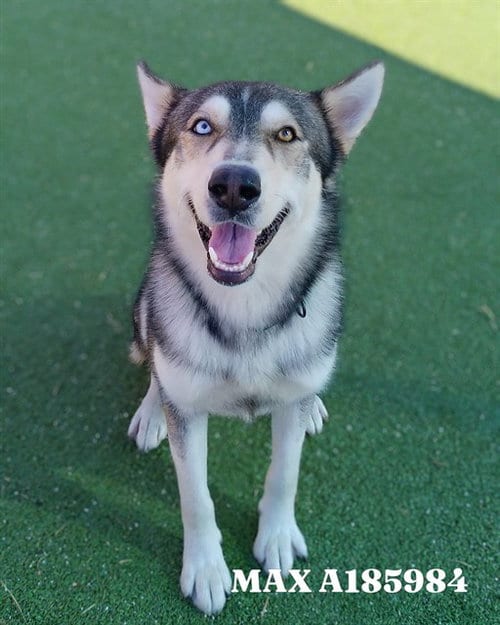 Photo of Max, adoptable Siberian Husky in Pasadena, Texas
