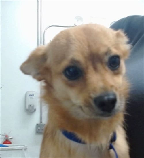 Photo of Pancake, adoptable Chihuahua in San Bernardino, California