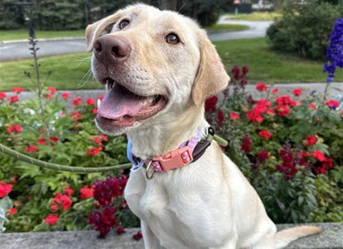 Photo of Dolly, adoptable Labrador Retriever in Anchorage, Alaska