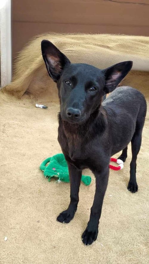 Photo of Deli, adoptable Australian Kelpie in Inglewood, California