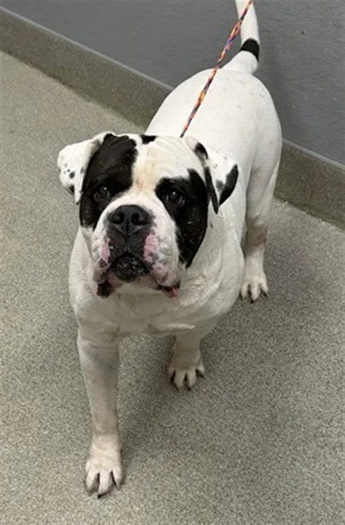 Photo of Teddy, adoptable English Bulldog in Las Vegas, Nevada