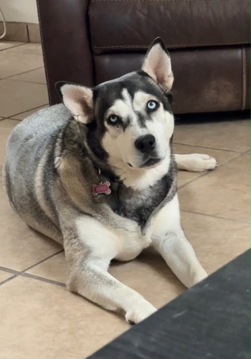 Photo of Roma, adoptable Siberian Husky in Cedar Crest, New Mexico
