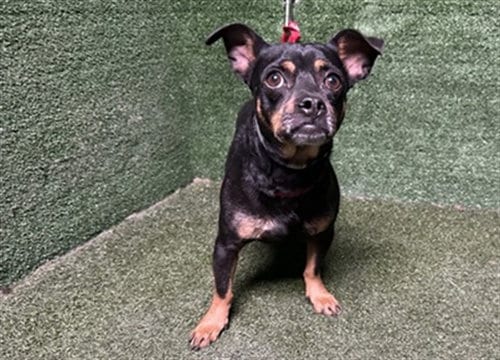 Photo of Mater, adoptable Chihuahua in Baldwin Park, California