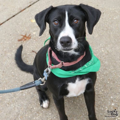 Photo of Hassie, adoptable Labrador Retriever in Washington, District of Columbia