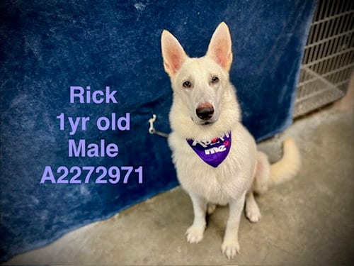 Photo of Rick, adoptable German Shepherd Dog in Chatsworth, California