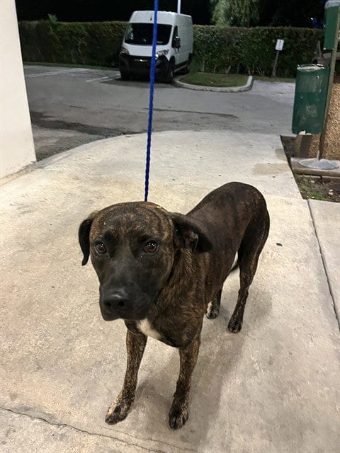 Photo of Tiny, adoptable Mastiff in Miami, Florida