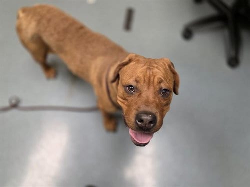 Photo of Milo, adoptable Mastiff in Denver, Colorado