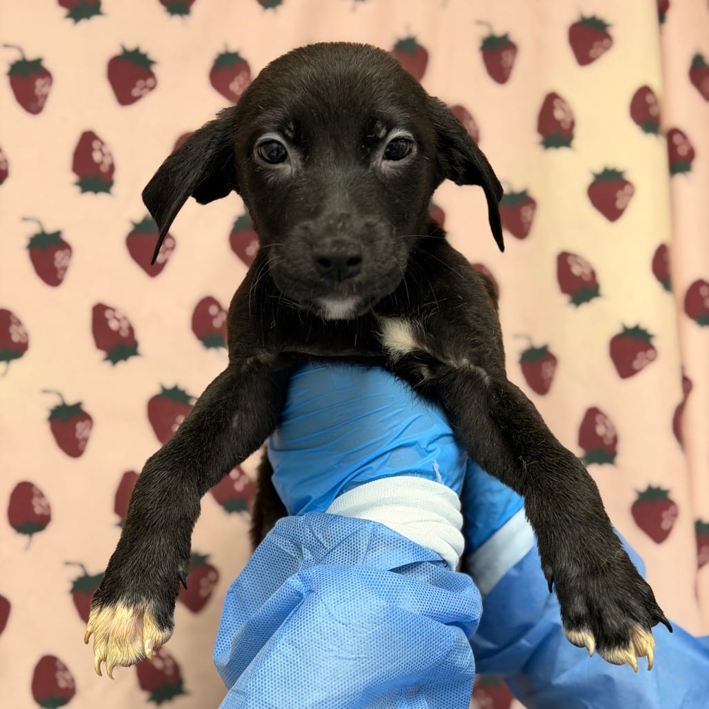Photo of Lorenzo, adoptable Terrier / Mix in San Antonio, Texas