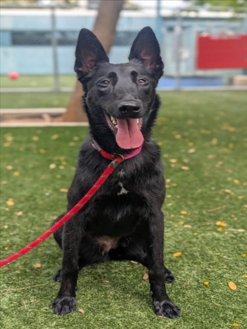 Photo of Nuna, adoptable Belgian Shepherd Malinois in Chatsworth, California