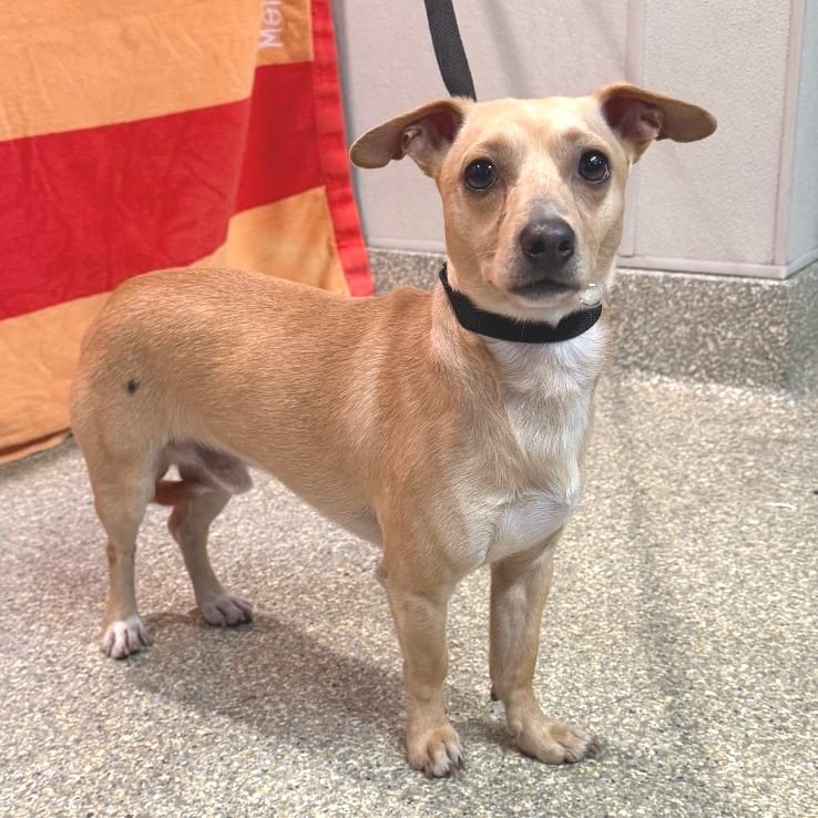 Photo of Chowder - Chino Hills Location, adoptable Chihuahua / Dachshund