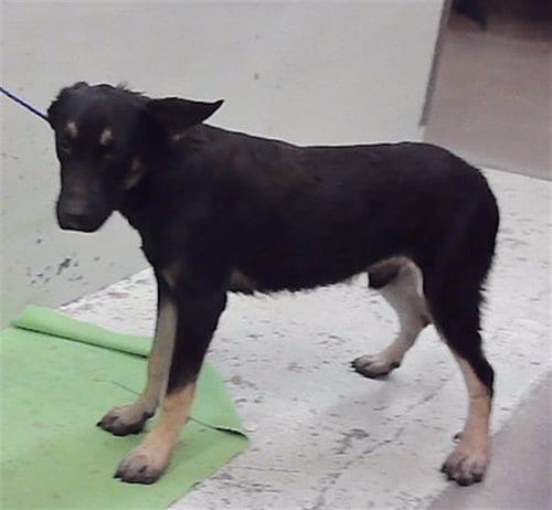 Photo of Jackson, adoptable German Shepherd Dog in Houston, Texas