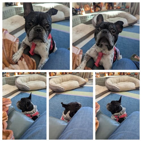 Photo of Chester, adoptable French Bulldog in Tenafly, New Jersey
