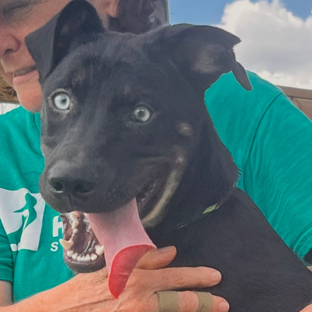 Photo of Juicy Fruit, adoptable Mixed Breed (Medium) in Houston, Texas
