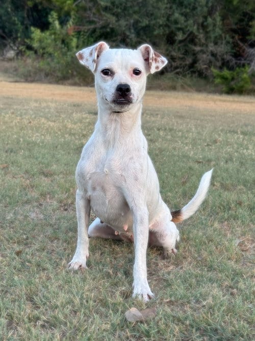 Photo of Harmony, adoptable Terrier in PIPE CREEK, Texas