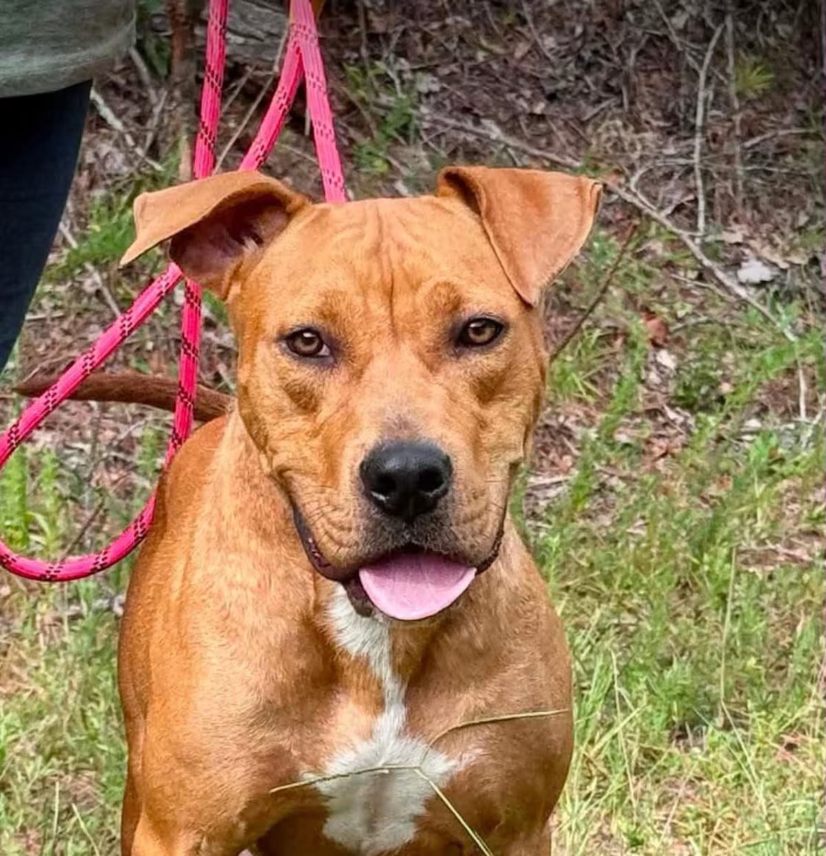Photo of Pixie, adoptable Bulldog/Labrador Retriever in CRANSTON, Rhode Island