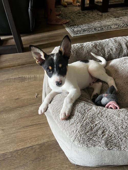 Photo of Kato, adoptable Cattle Dog in Dana Point, California