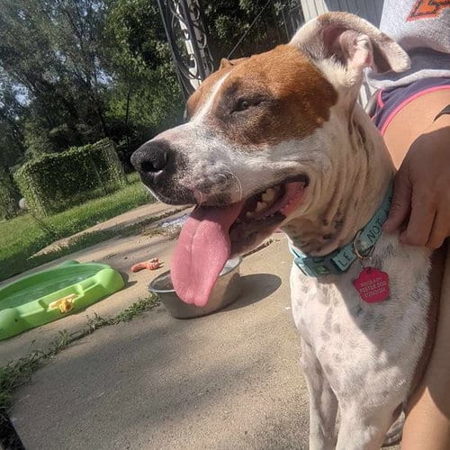 Photo of Laverne, adoptable American Staffordshire Terrier in Paola, Kansas