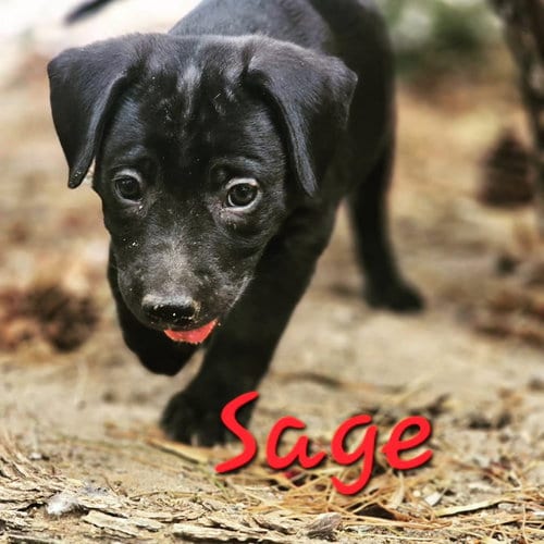 Photo of Sage, Janet, Michael, Marie, adoptable Pit Bull Terrier in Williamsburg, New Mexico